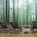 치유의 숲 이미지