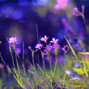 당신은 나의 희망입니다 이미지