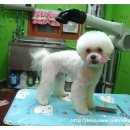 펫살롱 코코 이미지