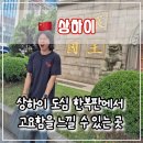 대웅조명 | 상하이 도심 속 화려한 황금 사찰 징안사(静安寺) 방문 후기 및 정보