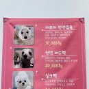 단추펫살롱 이미지