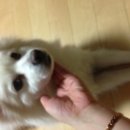 초코네 애견샵 이미지