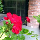 메차쿠차 이미지