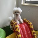 레츠개릿 네이버블로그