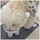 행복한 유치원 | 반려견유치원 우리 강아지의 행복한 하루, 포근 애견유치원 후기