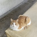 김삿갓면-44 이미지