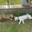 우프동물농장 이미지