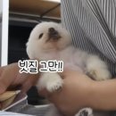 퐁키티