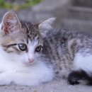 개꿈꾸는 고양이 이미지