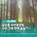 3/1~3(토일월) 붉은동백의물결 "지심도",남해보리암,상족암,거제,고성,남해 여행 이미지