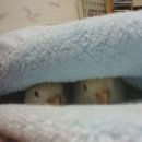 아롱이다롱이 이미지