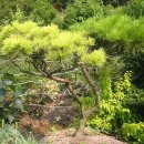 황금소나무 이미지