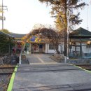 대광리 은행나무 이미지