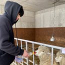 무산목장 | 서울 근교 커플 여행: 가평 당일치기, 양떼목장에서 알파카한테 삥뜯겼다