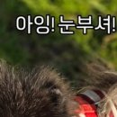 펫홀릭더라이프 이미지