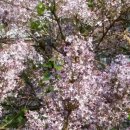 라일락 - 안산시 단원구 참살이2길 25 | 라일락