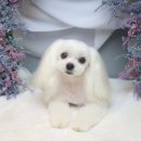 비숑마을펜션 이미지