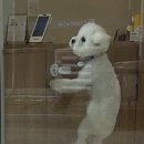 단풍이네 그루밍샵 이미지