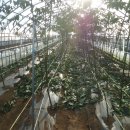 호도하우스 이미지