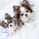 해비치동물병원 이미지