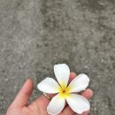 태평양주유소 | 사이판 북부 셀프투어 | 위령탑,만세절벽,사이판조형물,버드아일랜드후기