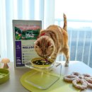 11260-1-60-12 | 고양이 관절사료 추천 12살 노묘도 잘먹는 웰썸 친환경 사료 후기