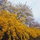 광주 천변길4 | 광주 근교 벚꽃 드라이브 곡성 천변에서 구례 섬진강까지 완벽 코스!