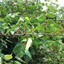 무릉리-11 이미지