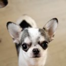 아이러브독 서초점 이미지