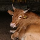 비육단지 이미지