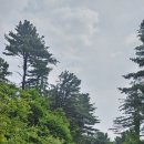 잣나무향기 이미지