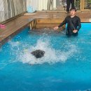 BG독케어센터 이미지