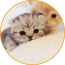 아담스펫 강아지분양 고양이분양 일산점 이미지