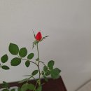 동지섣달 꽃본듯이 이미지