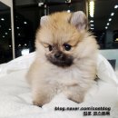 The 쇼독 이미지