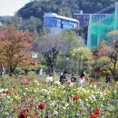 2018 부산 평화공원 국화축제 이미지