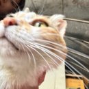거안로 | [ 일상 ] 4월 5주차 일상 연휴시작! 양재꽃시장 시골방문 용추사 바베큐 가족대항고스톱
