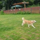 장자호수공원(반려견놀이터) 이미지