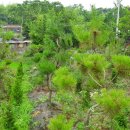 황금소나무 이미지