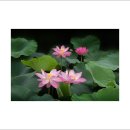 07/04 채도 이미지