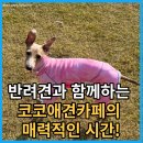 코코애견 이미지