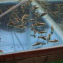 디스커스코리아 이미지