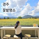 놋점 | 경주 꽃밭 명소 여기 첨성대 놋점들 꽃밭 위치 실시간 개화상황