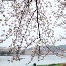 통영의 벚꽃 이미지