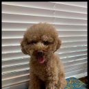 해맑은 애견미용 이미지