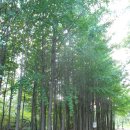 () 북한산둘레길에서 가장 편하고 느긋한 숲길, 내시묘역길~마실길~구름정원길 나들이 (백화사, 마실길 은행나무숲길) 이미지