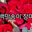 백만송이 장미 / 중랑천 서울장미축제 이미지