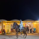 째까니 | 이집트 신혼여행 후루가다 일몰 바다 승마투어 후기 및 주의사항 | GetYourGuide 앱 구매