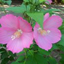 학수약수터 이미지