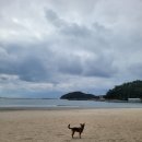 이마트24 해남땅끝점 | [해남] 해남 송호리해수욕장에서 강아지 산책